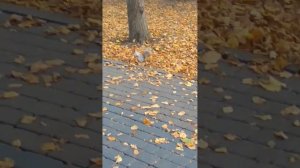 Мари Краймбрери - Случилась Осень