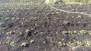 НОЧНОЙ ЗАМОРОЗОК!!! Подмерзли кабачки, бархатцы и картофель / Теплые грядки работают!