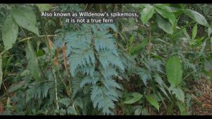 The Spikemoss - Selaginella willdenowii