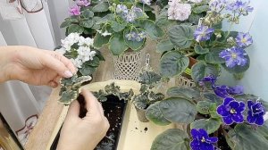 Фиалки! Чем полить белые детки чтобы позеленели и выросли для пересадки от листа!
