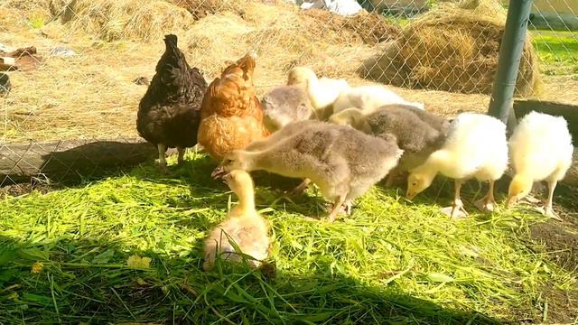 РУКА НЕ ПОДНЯЛАСЬ... смотреть онлайн