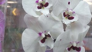 Парад Биг Липов. Обзор фаленопсисов Биг Лип