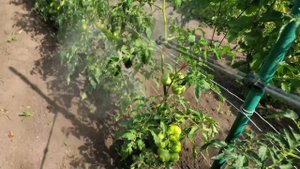 Профилактика и лечение томатов от вершинной гнили. Кальциевая обработка.