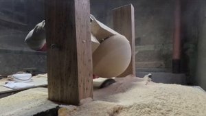 как выточить идеальную полусферу из дерева/how to carve a perfect hemisphere from wood