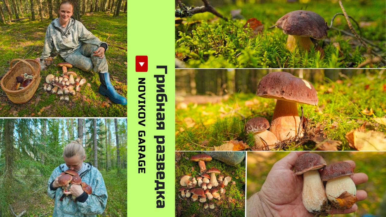 Грибная разведка 05 сентября 2024. Выборгский район. смотреть онлайн