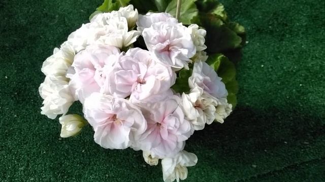 #467. Пеларгония-новинка селекции Юлии Озёрской ЮВ Молоко Мадонны ,первое цветение! смотреть онлайн