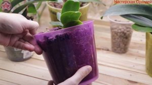 Какой  ГОРШОК ВЫБРАТЬ для ОРХИДЕИ?  5 НУЖНЫХ СОВЕТОВ при выборе ГОРШКА