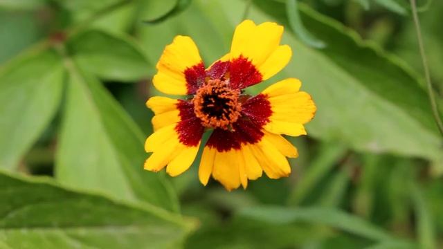Кореопсис многолетний / Coreopsis смотреть онлайн