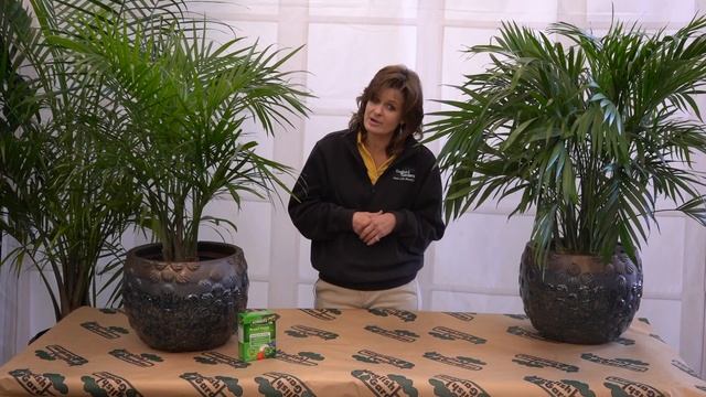 How to Care for a Majesty Palm ENGLISH GARDENS смотреть онлайн