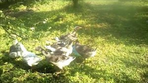 Выращивание гусей в домашних условиях для начинающих
