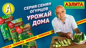 Огурцы Корнишоны для подоконника и балкона