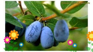 Жимолость плодовая Фианит. Краткий обзор, описание характеристик lonicera edulis Fianit