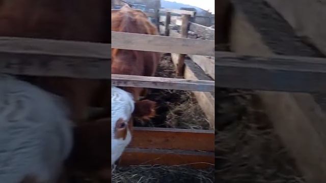 Как обычно пропустили отёл коровы?♀️ смотреть онлайн