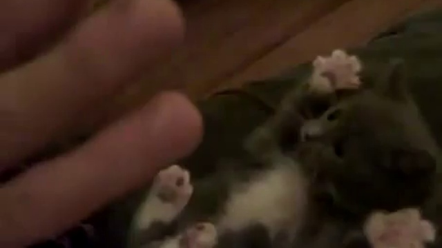 Прикольный маленький котик