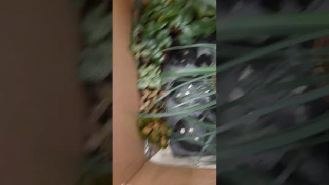 Новые растения 01.02.24 - Нолины, Алоказии, Антуриумы Андре и Карма Бирднеси с огромными листьями смотреть онлайн