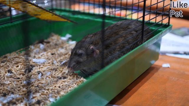 4 правила выбора клетки для домашней крысы смотреть онлайн