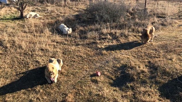 От добавки никто не против) Тайган The lions' meal. Taigan. Crimea смотреть онлайн