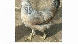 Животные кто как делает