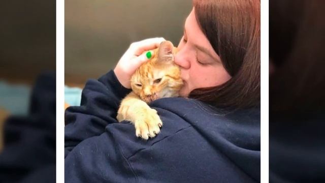 Кто-то с острыми зубами откусил ему нос… У котёнка было мало шансов, но он выжил! смотреть онлайн