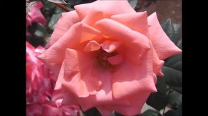 薔薇「友禅」×Rose「Yuzen」