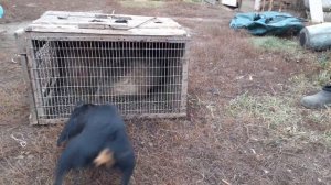 ягдтерьер и барсук.