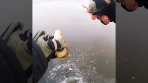 Зимняя рыбалка 2021-22. Приманка Гаммарус. Мормыш. Shorts