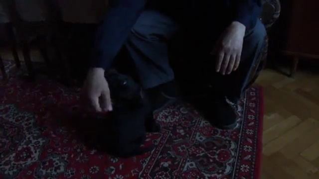 Щенок лабрадора. в 1,5 месяца и 3. смотреть онлайн