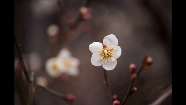 Silver Pozzoli - You're My Heart,You're My Soul смотреть онлайн