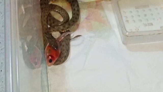 Охота и кормление водяного ужа | Водяной уж | Уж дома | Кормление | Шахматная годюка смотреть онлайн