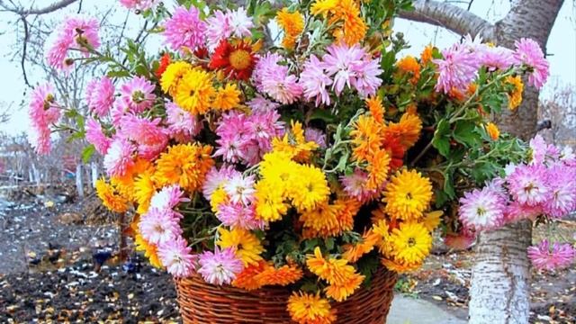 Сад в сентябре осенние цветы  Что цветет осенью