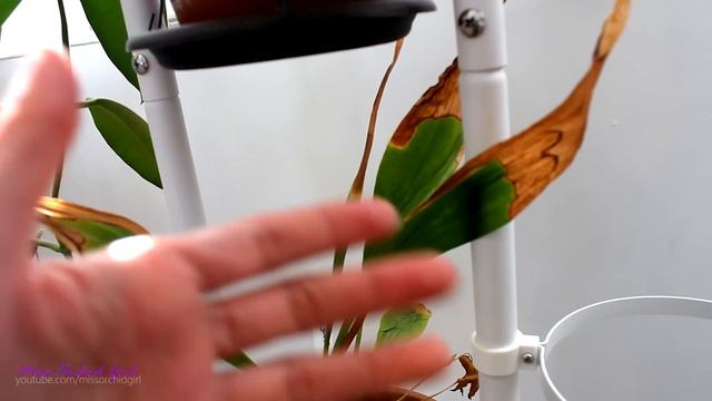 Requested Orchid updates - Dendrobiums, Phalaenopsis, Lycaste смотреть онлайн