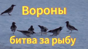 Вороны напали на чайку.Сражение за рыбу. Птицы Новосибирской области.