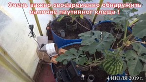 ПАУТИННЫЙ КЛЕЩ НА АРБУЗАХ, БОРЬБА С НИМ.