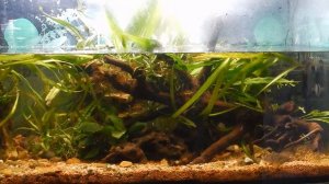 Ктенопомы и леопардовый краб. Первое знакомство.