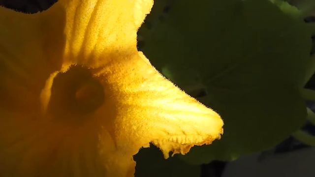 Pretty Pumpkin Flowers in Autumn смотреть онлайн