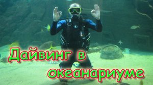 Сочи 2020г. Погружение Бори в Океанариуме. Адлер. (11.20г.)