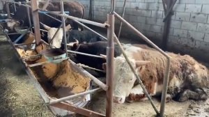 Откорм бычков, размеры сарая, откорм база. летний сарай