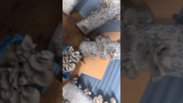 Сбор урожая вешенок