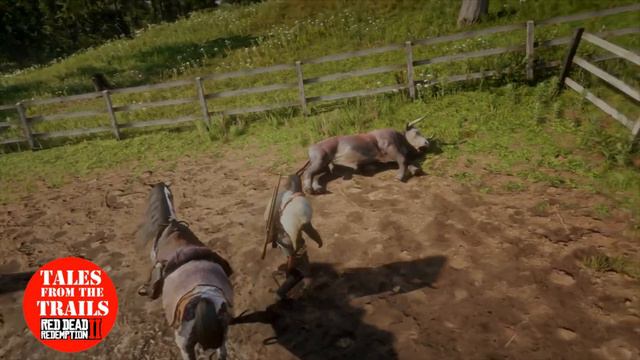 🗣 RDR2 - Where to find a Hereford Bull in Red Dead Redemption 2 - Bull Pelt Location смотреть онлайн