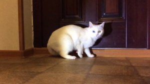 кошка и губная гармошка