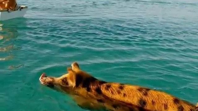 Жизнь у хрюшек=супер гуд#Животные