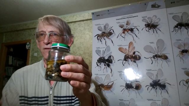 Как Избавиться от Жуков, Моли и Клещей На Кухне? ЧАСТЬ-3. Научный Обзор Энтомолога и рекомендации. смотреть онлайн