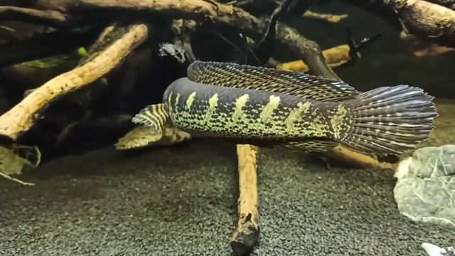 Змееголов золотая кобра (Channa aurantimaculata) смотреть онлайн