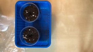 Томаты на подоконнике в горшках зимой