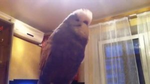 Волнистый попугай Кузя разговаривает