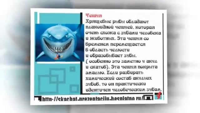 Презентация на тему Хрящевые рыбы смотреть онлайн