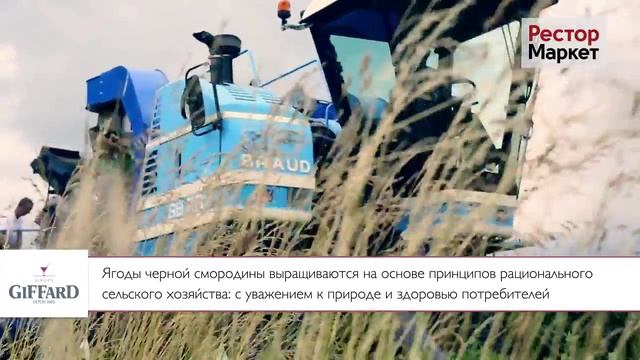 Сбор урожая черной смородины для производства продукции Giffard