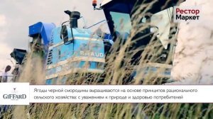 Сбор урожая черной смородины для производства продукции Giffard