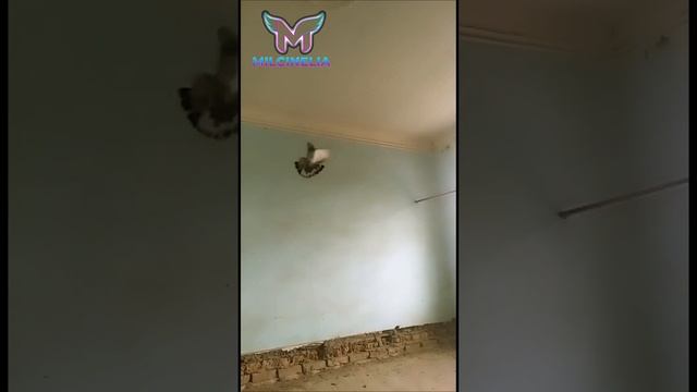 Лучшая игра мира.Столбовая, винтовая игра голубей с гребом.Узбекские голуби Самарканд.Игровые голуб смотреть онлайн