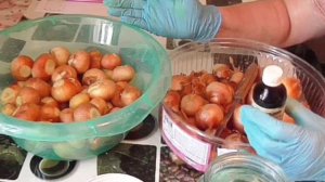 Выгонка зеленого лука в пластиковой бутылке